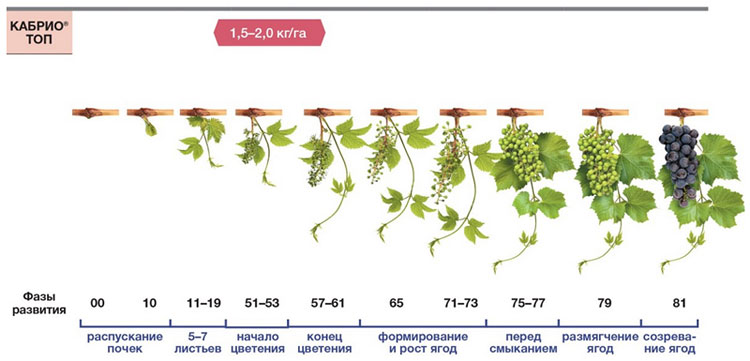 Схема применения фунгицида Кабрио Топ на винограде