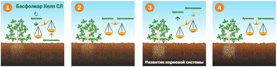 Работа Басфолиар Келп