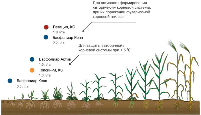Схема защиты культуры против фузариоза